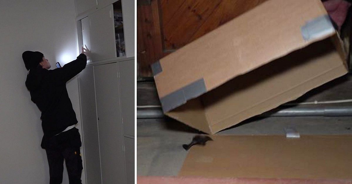 ”Inbrottstjuven” i Stora kyrkan fångad – fladdermus flyttad till klocktornet