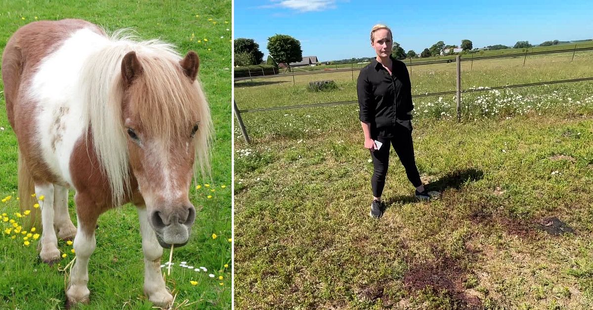 Familjens ponny angreps av varg i hage p&aring; &Ouml;sterlen &ndash; fick avlivas