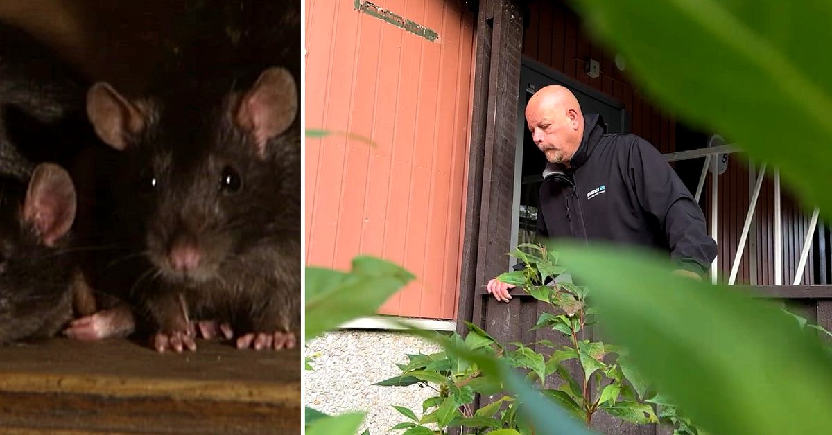Västerås invaderas av råttor – här fångas de i fällor