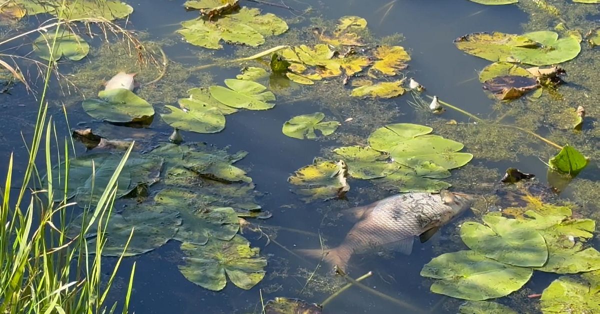 H&auml;r driver m&auml;ngder av d&ouml;d fisk runt i V&auml;xj&ouml;