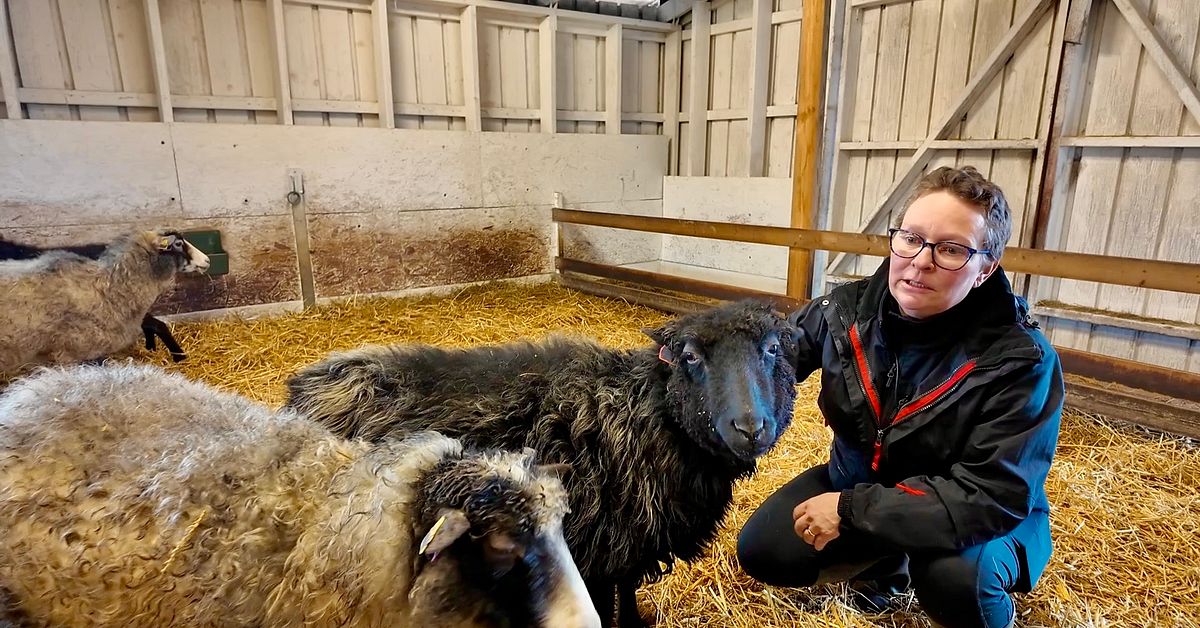 Se f&aring;ren p&aring; Harts&ouml; som kan hj&auml;lpa Sverige vid en kris