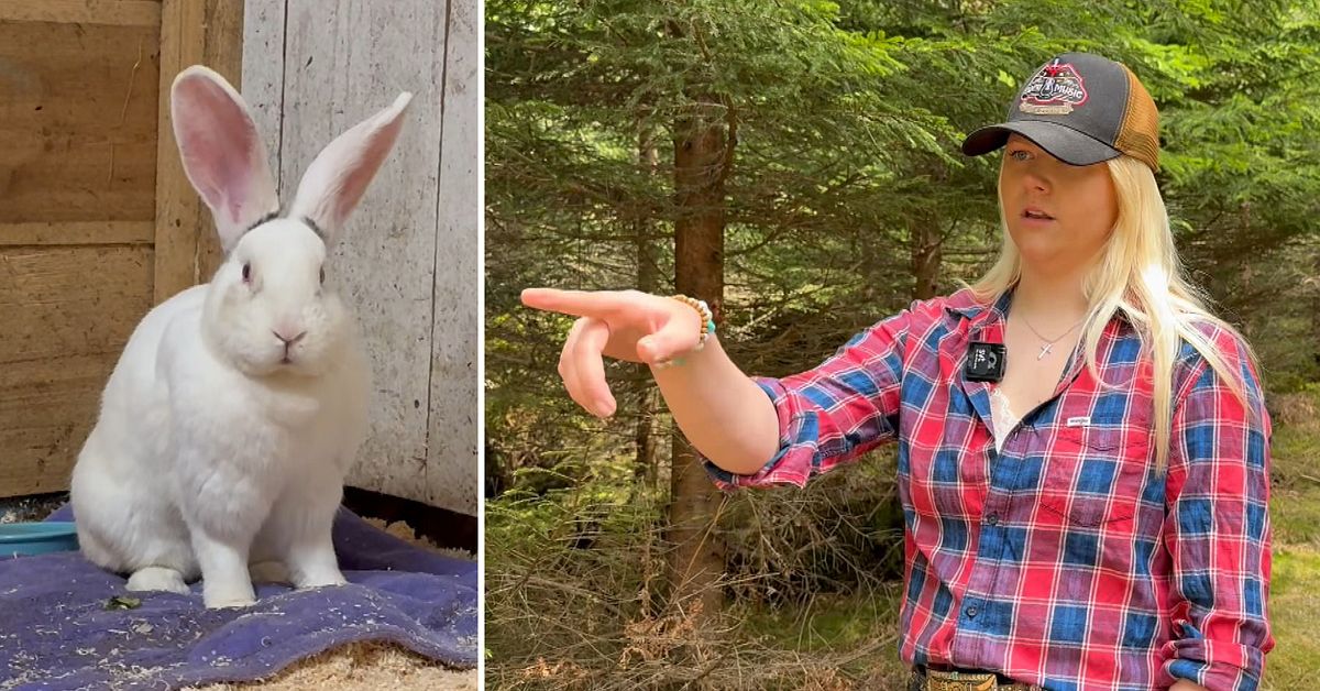 Sofia hittade kaninen Forest &ndash; &ouml;vergiven i en flyttl&aring;da i skogen