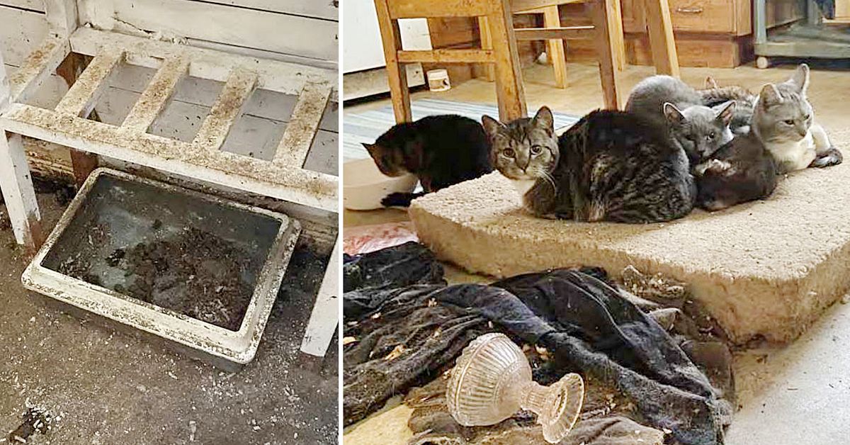 Vanvårdade katter levde i misär – nu döms kvinna i Kalix
