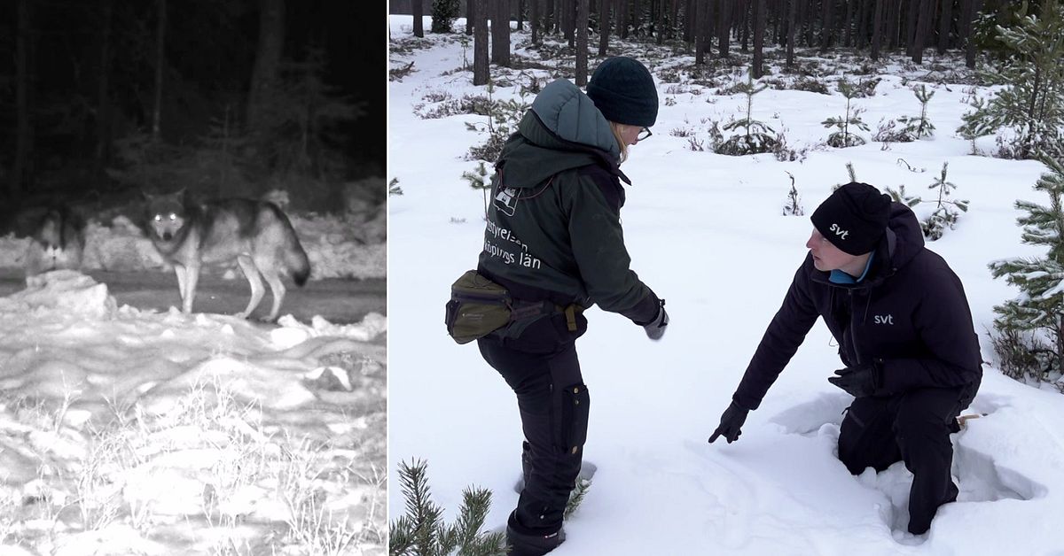 Svenska vargbest&aring;ndet kartl&auml;ggs &ndash; SVT f&ouml;ljer med p&aring; sp&aring;rning