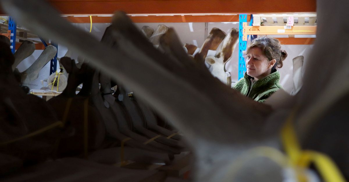 Här förvaras historiska skelett – för att skyddas från krig