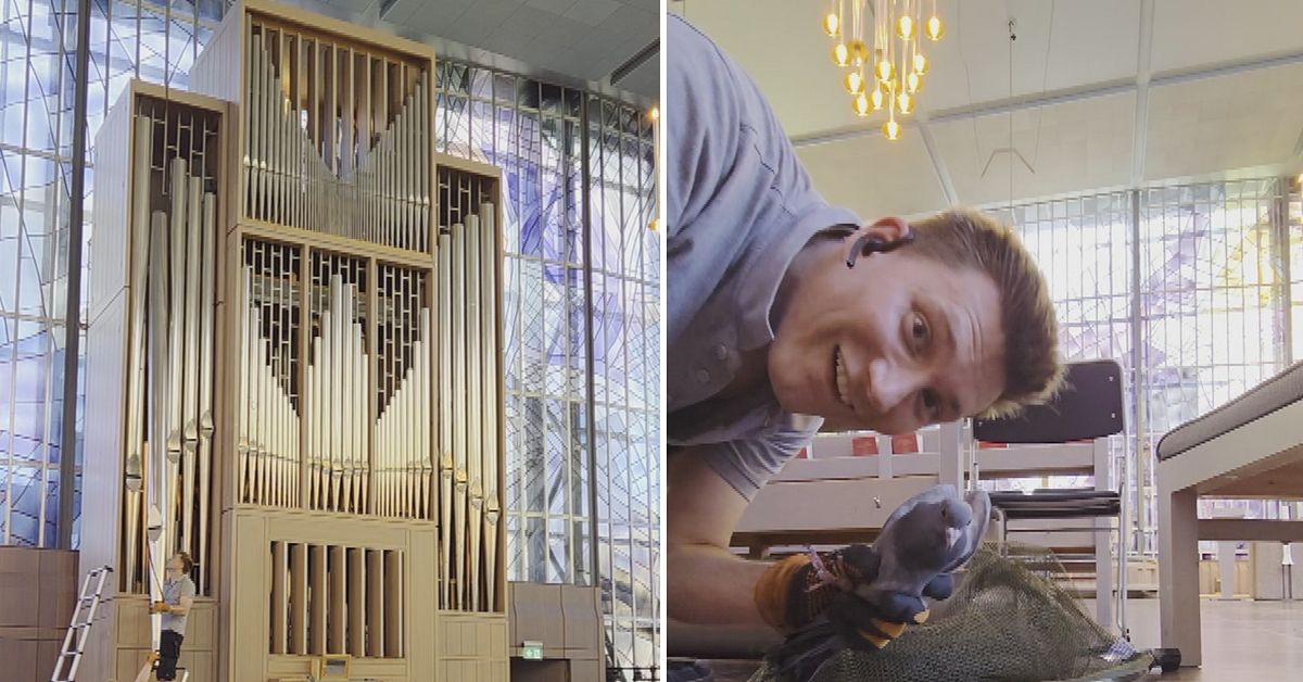 se-unika-r-ddningsaktionen-duvunge-fastnade-i-kyrkorgel-i-t-by-svt