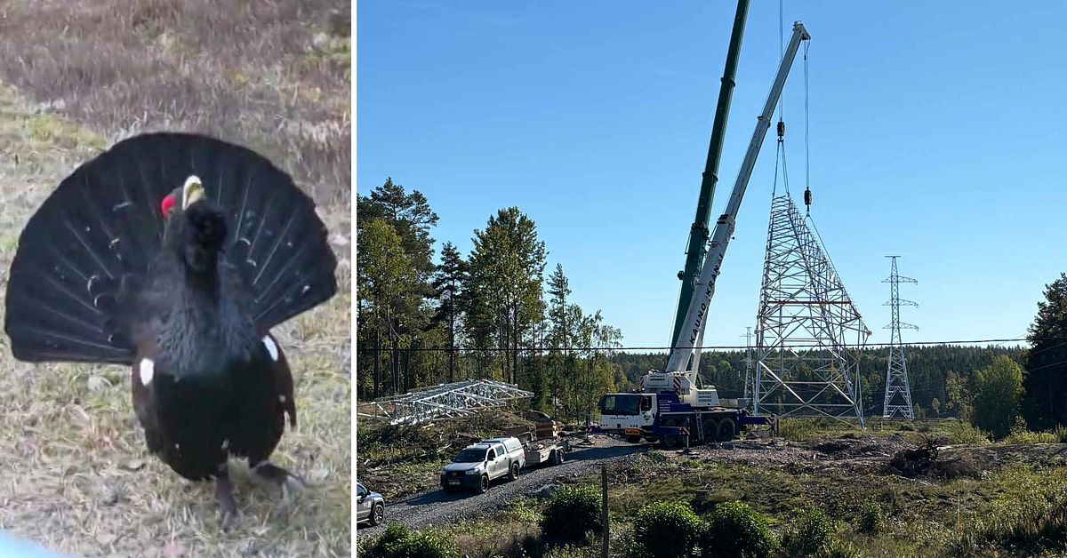 Tj&auml;drar f&ouml;rsenar stora kraftledningsbygget till SSAB