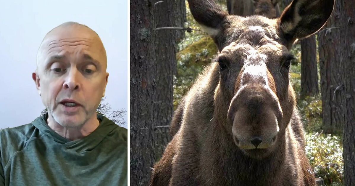 &Auml;lgen r&ouml;dlistad &ndash; men inte hotad enligt SLU-forskaren: &rdquo;Minskningen avsedd&rdquo;