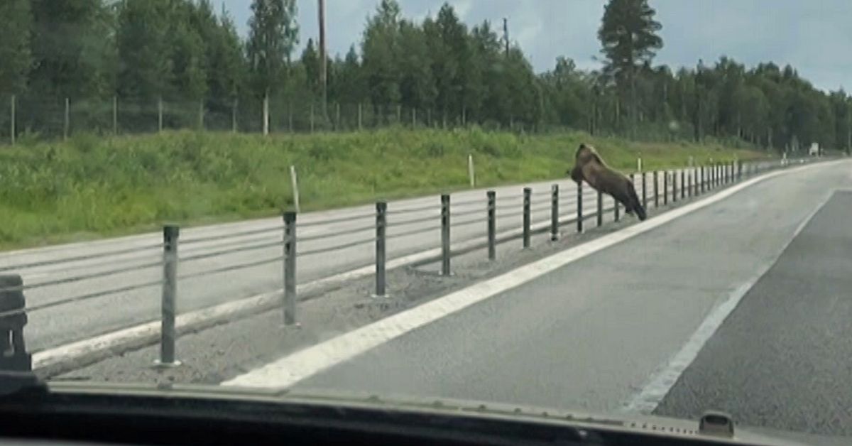 www.svt.se
