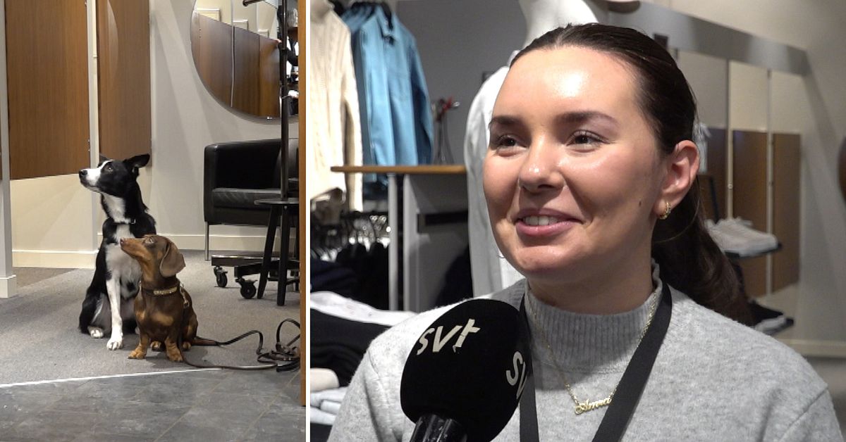 Här är hundar välkomna in i klädbutiken | SVT Nyheter