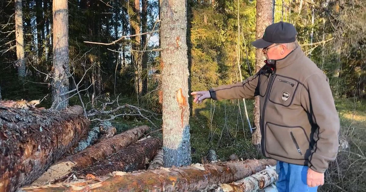 Trafikverkets avverkning n&auml;ra Skellefte&aring; kritiseras av mark&auml;gare: &rdquo;Gick i taket&rdquo;