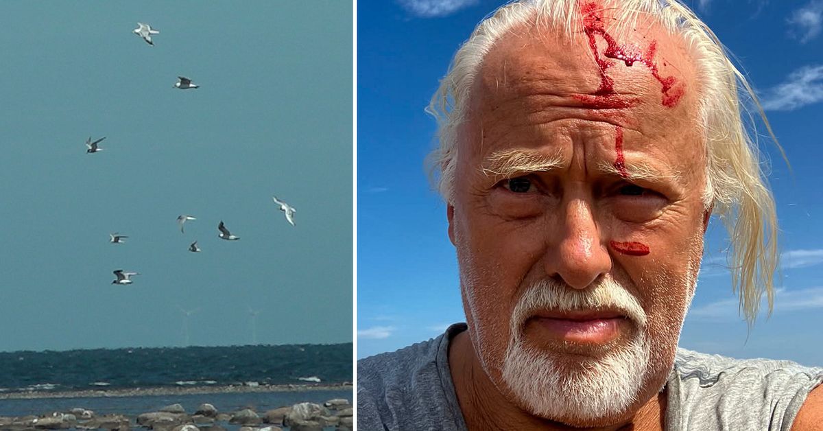 Skulle ta morgonkaffet vid fyren p&aring; &Ouml;land &ndash; Staffan hackades blodig av f&aring;glar
