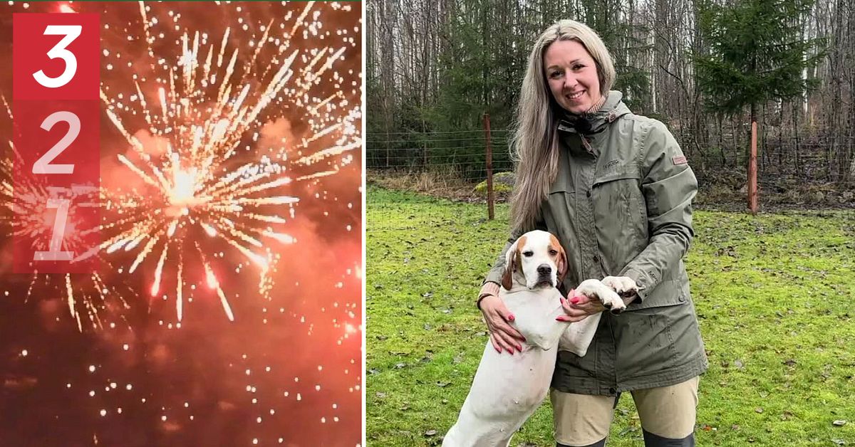 Hundexpertens tips när nyår brakar loss: ”Ömka inte hunden”