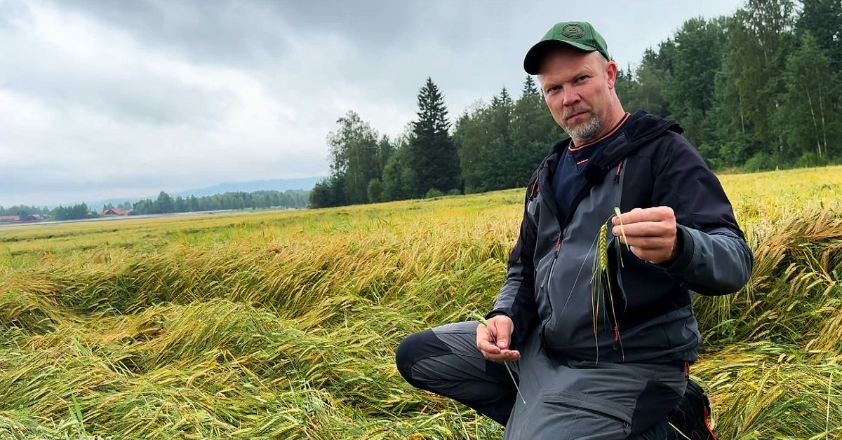 Här har grödor slagits ner av ösregn: ”Riskerar att tappa skörd”