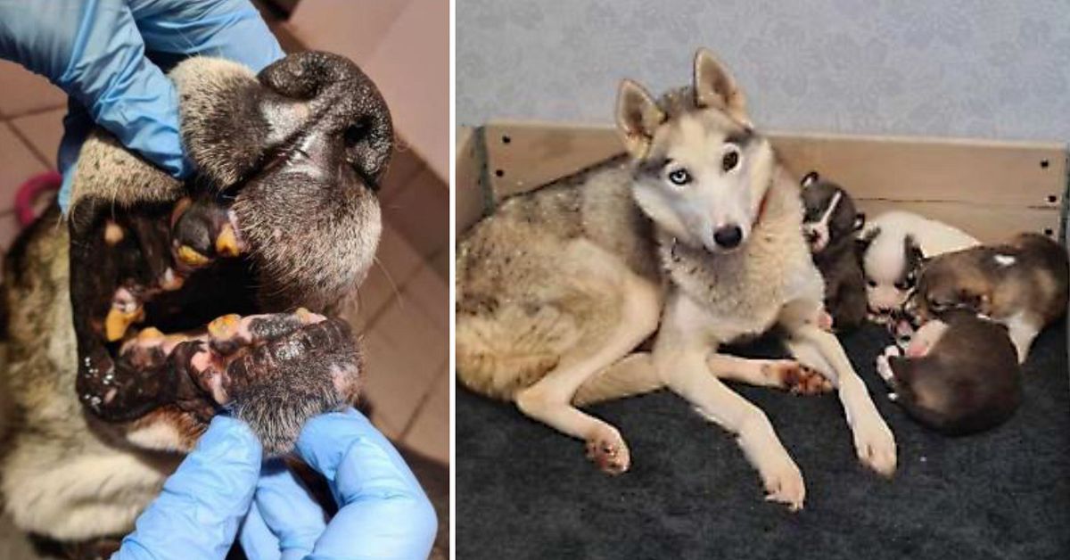 Total misär för 25 hundar, fyra valpar och två katter i Kiruna