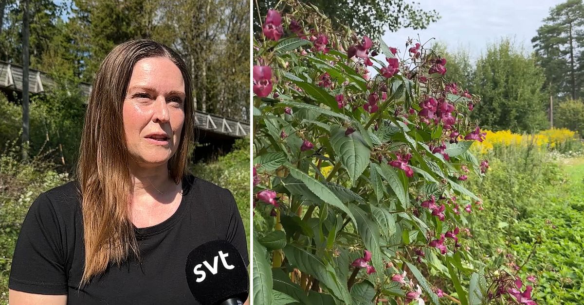Nytt regelverk tr&auml;der i kraft &ndash; d&aring; tar Karlstad hj&auml;lp av inv&aring;narna i kampen mot invasiva arter