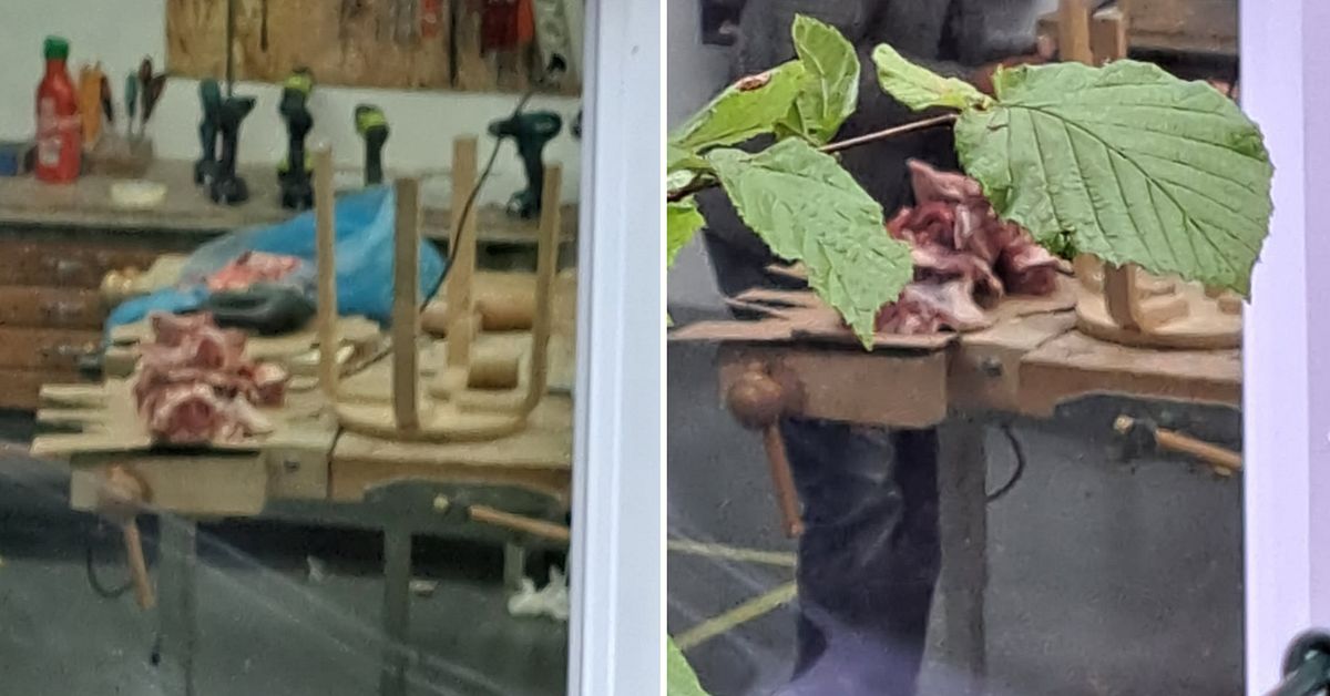 Lammk&ouml;tt styckades &ndash; i skolans sl&ouml;jdsal i Uddevalla