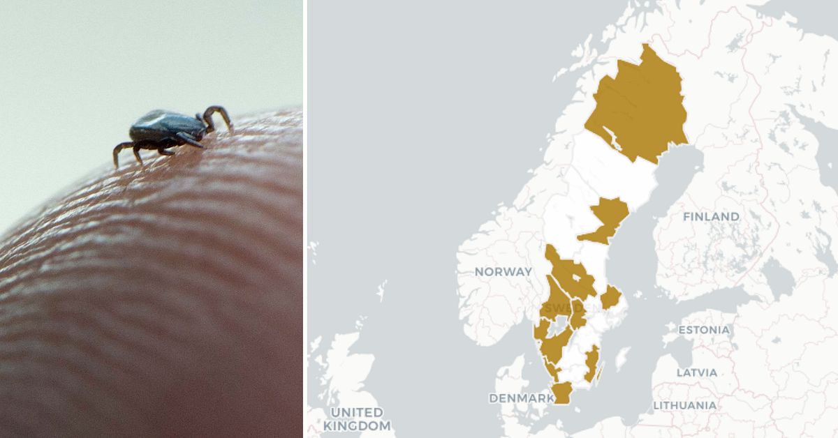 &Aring;rets f&ouml;rsta f&auml;stingar &auml;r h&auml;r &ndash; flera fynd i bland annat V&auml;sternorrland