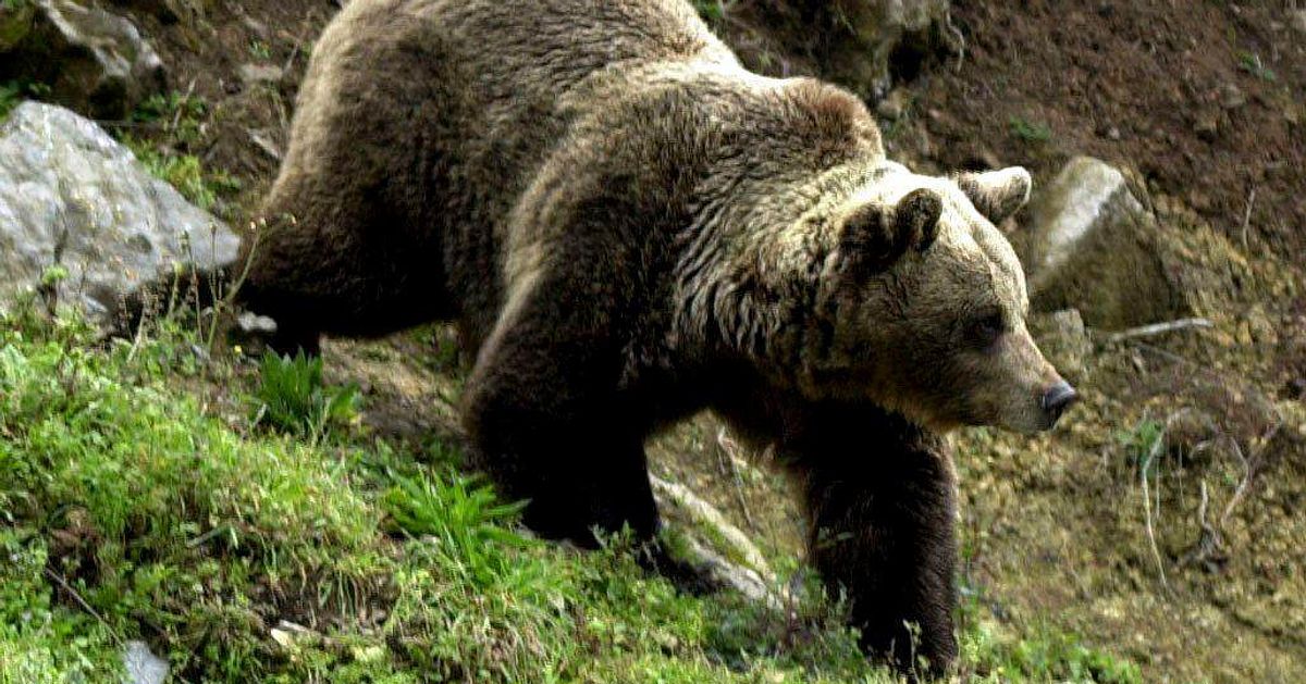 Bj&ouml;rnattack i Sime&aring; &ndash; man biten i magen