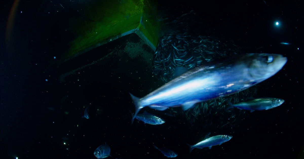 Scientists warn of next year's fishing quotas "Local herring stocks