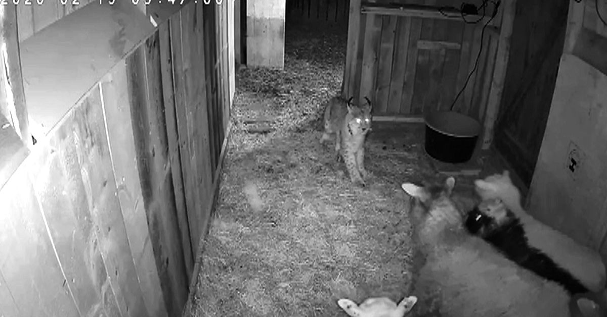 Efter angreppen mot tamdjur &ndash; jakt p&aring; lodjur f&aring;r gr&ouml;nt ljus