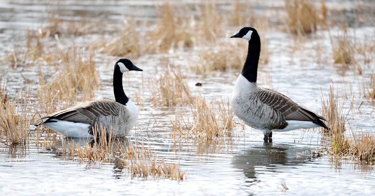 Ytterligare fall av f&aring;gelinfluensa i &Ouml;sterg&ouml;tland