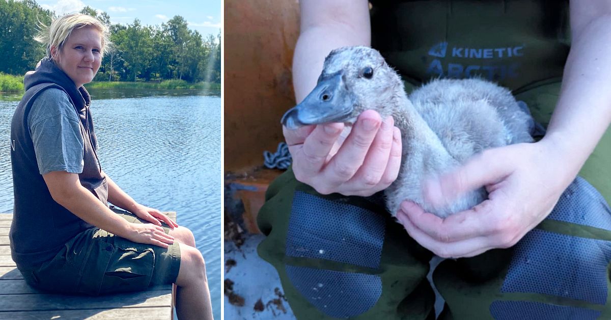 Sara räddade svanunge som fått fiskelina runt halsen – hyllas i sociala medier