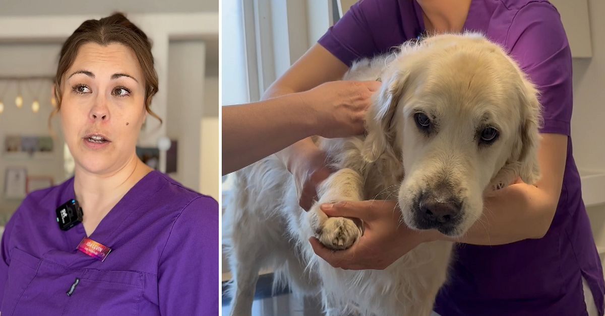 Veterinär varnar för farlig smitta hos hundar: ”Rejält sjuka”