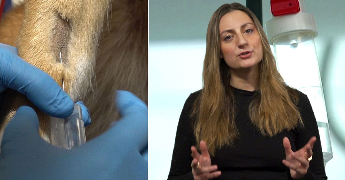 Veterin&auml;r p&aring; Evidensia fick avlivningsmedel i munnen