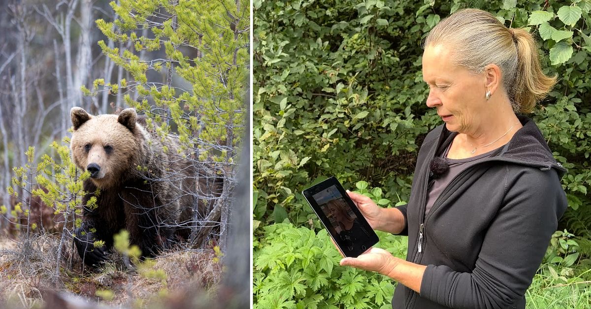 Springa eller spela död? – Det tycker experten i Järbo om tonåringarnas björntips