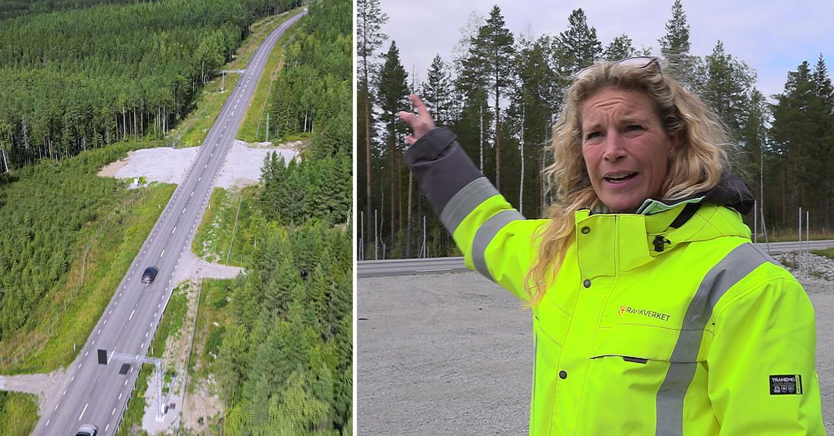 S&aring; fungerar J&auml;mtlands nya vilt&ouml;verg&aring;ng &ndash; lysande skyltar varnar bilisterna