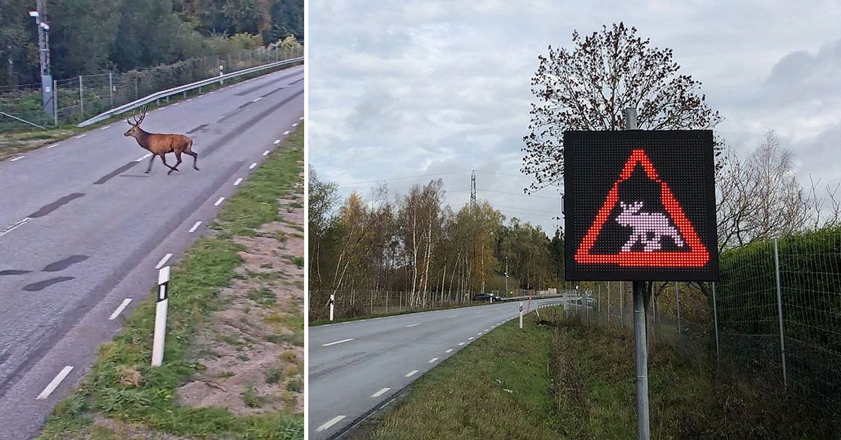 Automatiska varningsskyltar ska upptäcka djur på E16 mellan Falun och ...