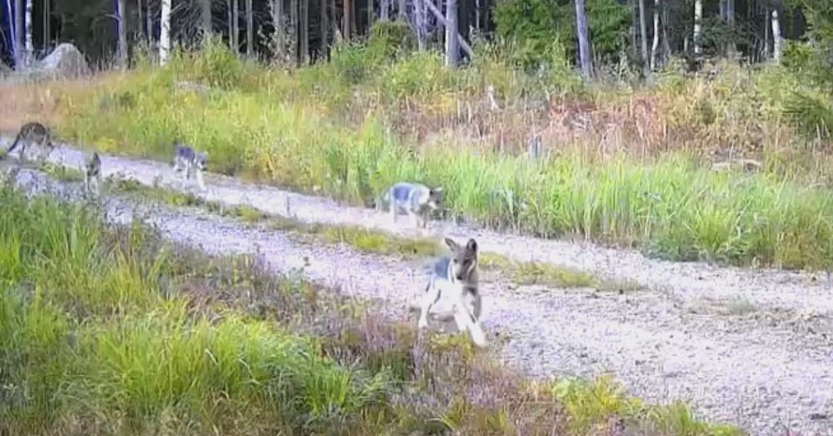 Sex vargvalpar f&ouml;dda i Norrt&auml;ljetrakten &ndash; f&aring;ngades p&aring; film