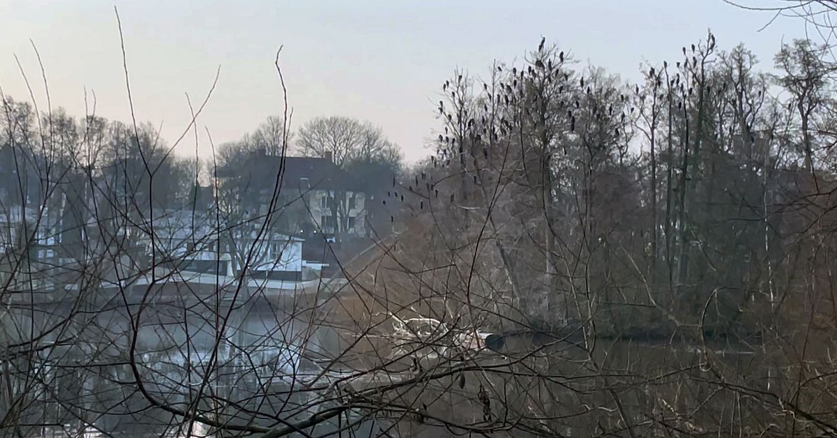 Storskarvar har flyttat in till stan &ndash; tar &ouml;ver tr&auml;den vid Fem&ouml;resbron