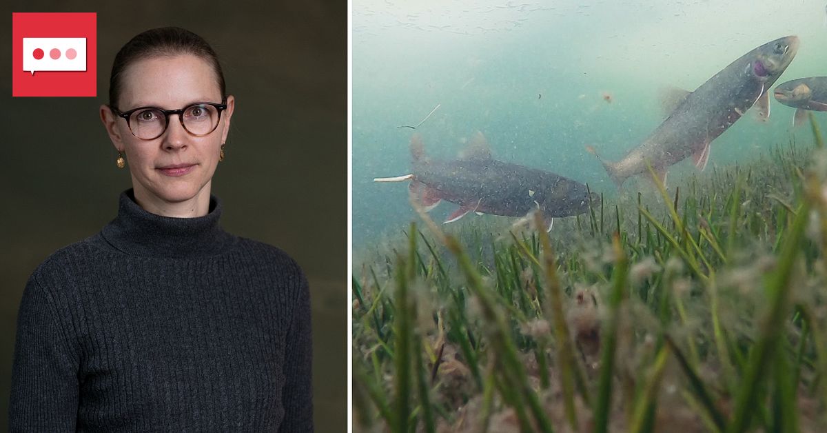 Vättern: PFAS-halterna minskar – men risker kvarstår