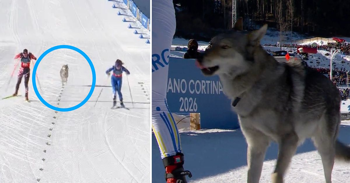 H&auml;r dyker pl&ouml;tsligt en hund upp p&aring; upploppet: &rdquo;F&aring;r inte ske&rdquo;