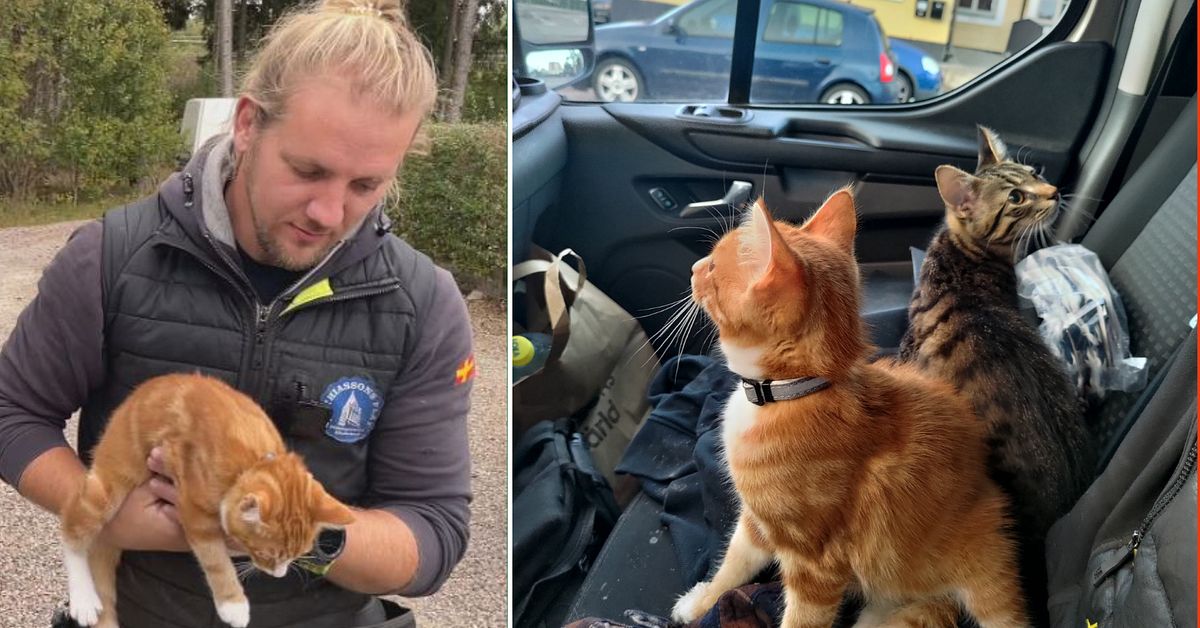 Kattungarna åkte på biltaket i fyra mil: ”De mådde kanon”