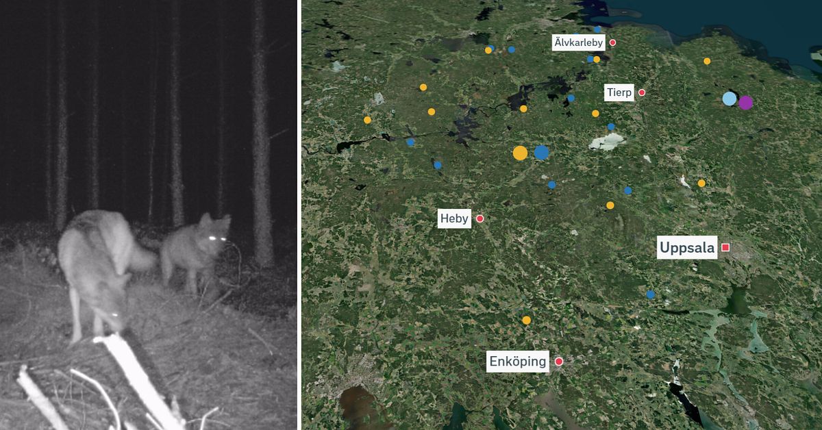 Grundade största vargreviret – nu är de spårlöst försvunna