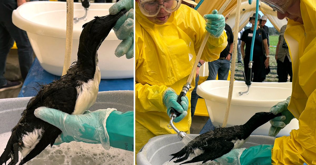 Oljeutsläpp i Östersjön – här pågår övning för att sanera nedsmutsade fåglar