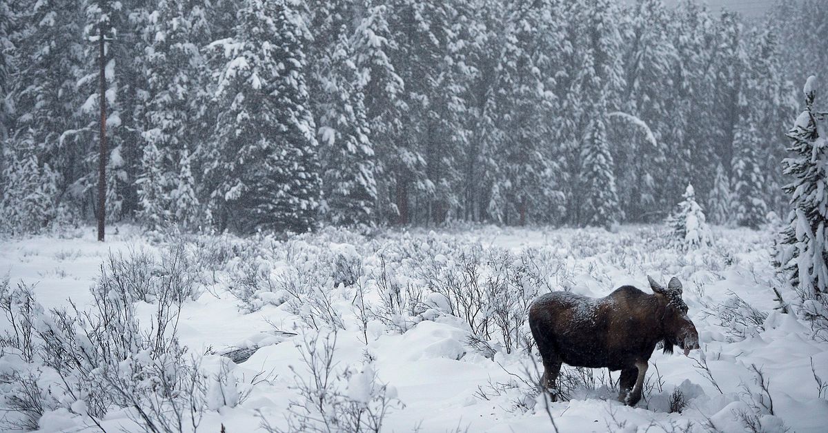 Jagade &auml;lgar med sn&ouml;skoter &ndash; slaktplatser hittade i T&auml;rend&ouml;