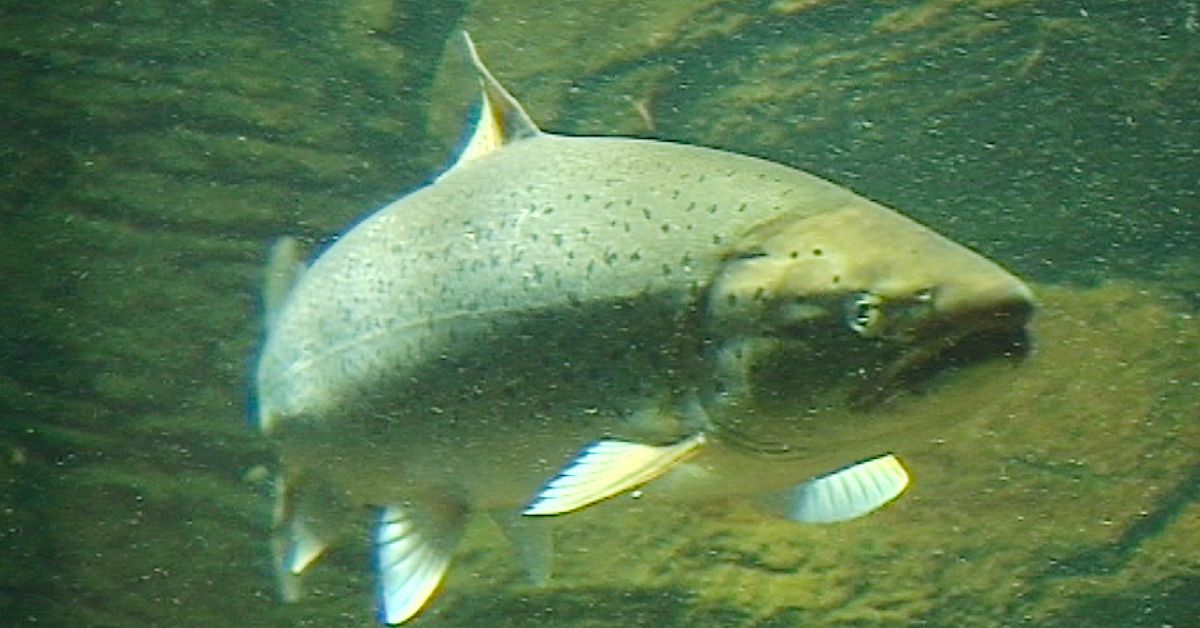 Lax och öring rödlistas – så berörs Norrbotten