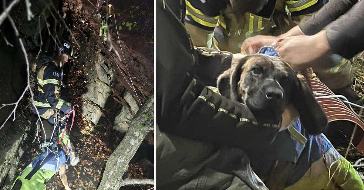 Här räddas Aya ur dagbrottet – husse fick hissas ner