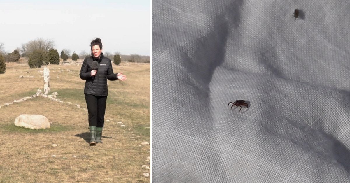 F&auml;stinginvasion vid turistm&aring;l p&aring; &Ouml;land &ndash; &rdquo;&Aring;k inte hit&rdquo;