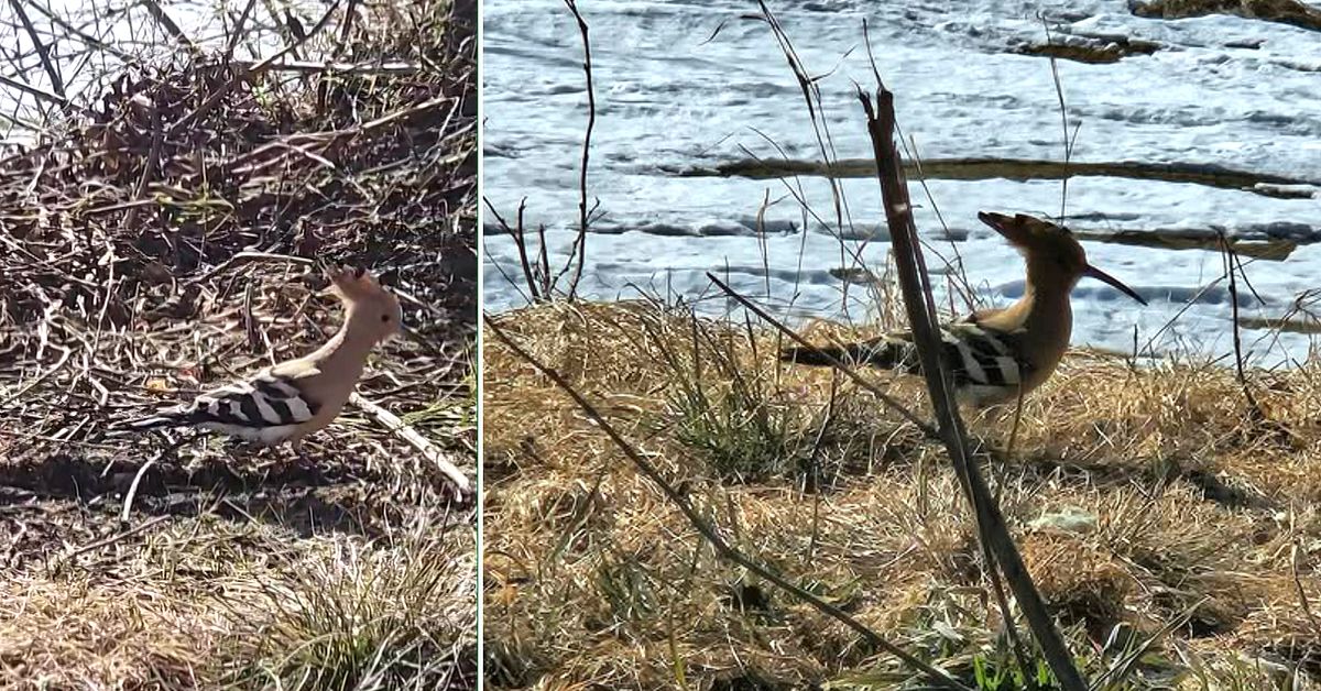Ovanlig h&auml;rf&aring;gel f&aring;ngad p&aring; film i Sorsele: &rdquo;Helt makal&ouml;st&rdquo;