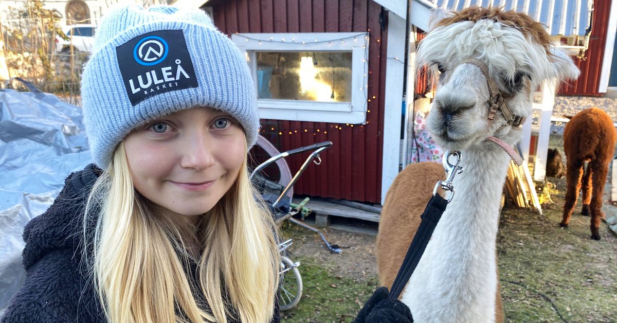Drömmen blev sann – se 10-åringen rasta alpackor genom Sunderbyn | SVT ...