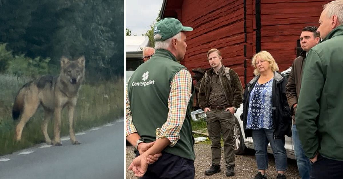KD, SD och C &auml;r &ouml;verens &ndash; vill utrota vargen i Sm&aring;land