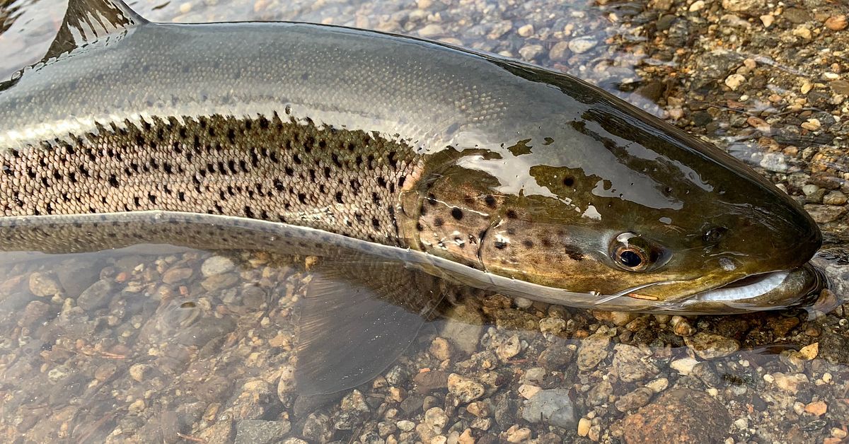 Fiskstammar kan sl&aring;s ut av vattenkraft &ndash; regeringen begr&auml;nsar milj&ouml;&aring;tg&auml;rder