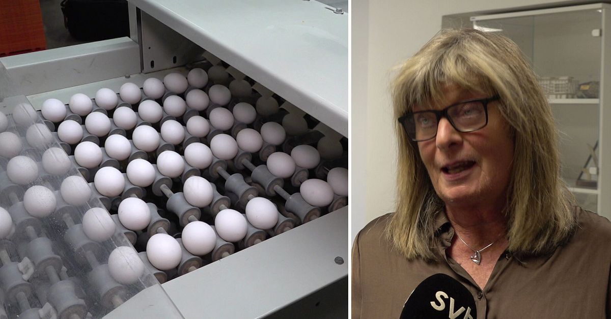 Provsvar visar: Återkallade ägg bakom salmonellautbrott