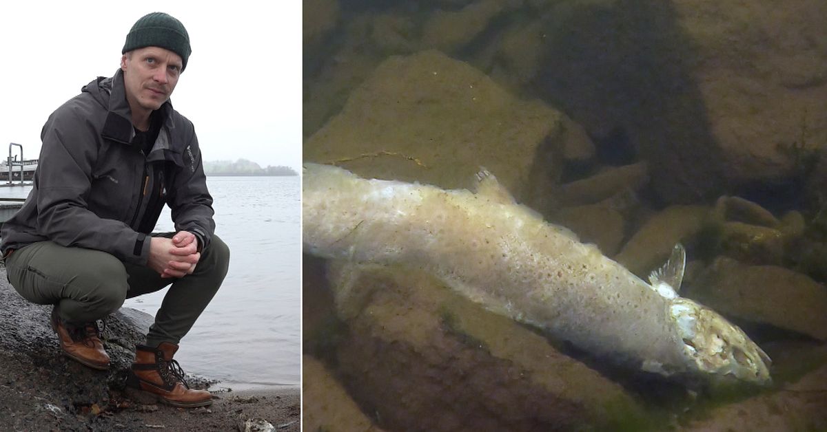 Öringdöden i Vättern: Här är förklaringen