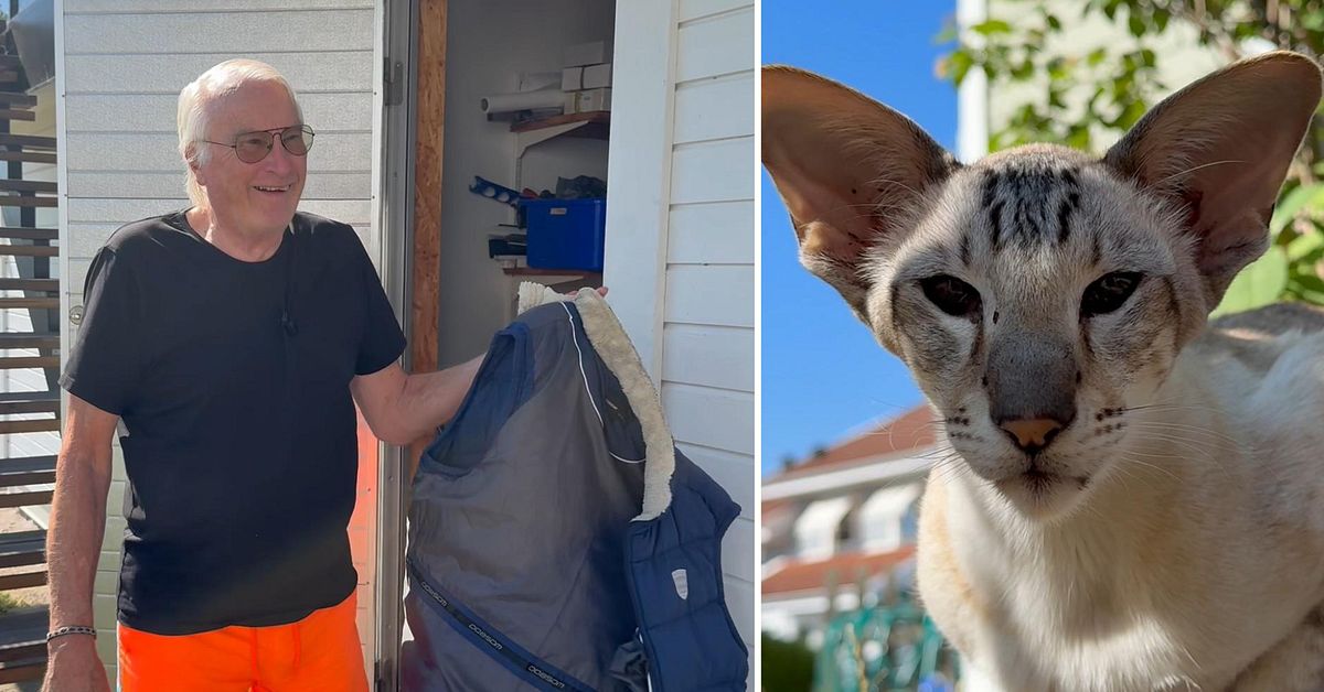 Kriminella katten Yoda snor grannarnas prylar: &rdquo;M&aring;ste l&aring;sa&rdquo;